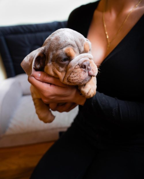 Lola