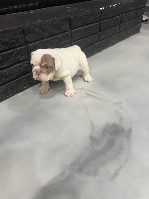 Duke